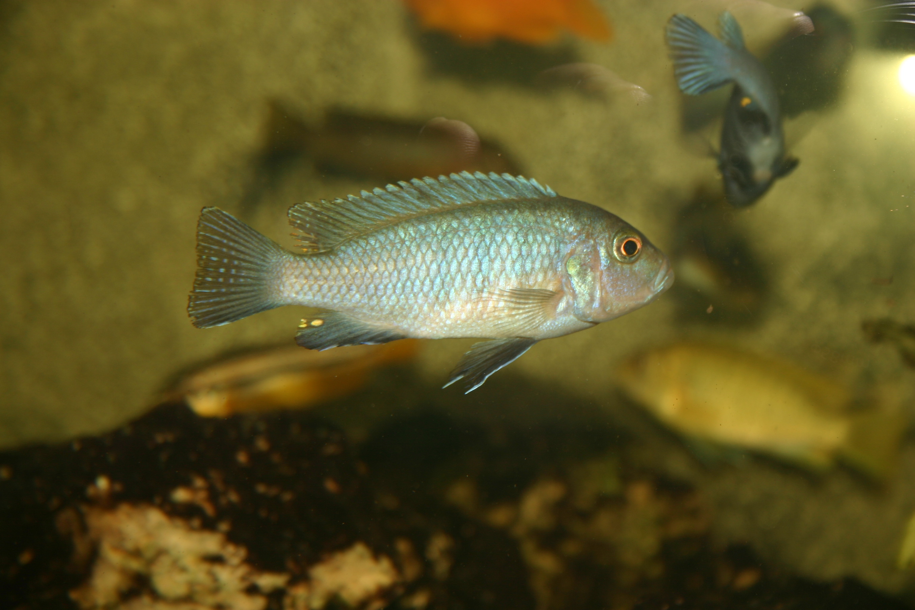 Malawis in Berlin Pseudotropheus / Maylandia / Metriaclima
